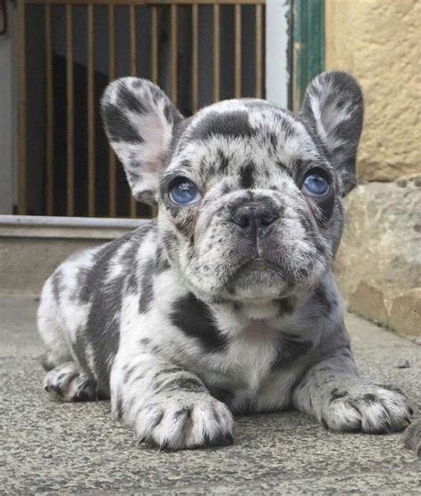 buldog francuski blue merle|Merle French Bulldog: Color, Price & Health Guide